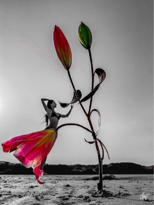 Blooming Dance — Super Premium Fine Art Photography by CHIEF